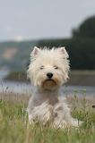 WESTIE 411